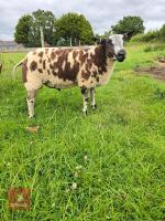 PEDIGREE DUTCH SPOTTED RAM LAMB