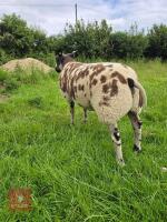 PEDIGREE DUTCH SPOTTED RAM LAMB - 2