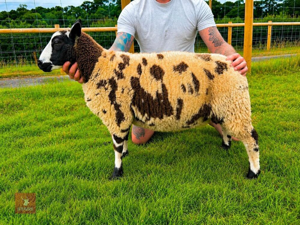 PEDIGREE DUTCH SPOTTED RAM LAMB