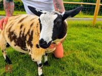 PEDIGREE DUTCH SPOTTED RAM LAMB - 2
