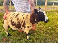 PEDIGREE DUTCH SPOTTED RAM LAMB - 3