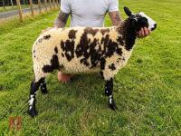 PEDIGREE DUTCH SPOTTED RAM LAMB