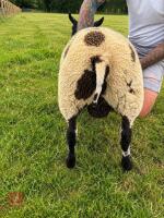 PEDIGREE DUTCH SPOTTED RAM LAMB - 2
