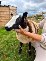 PEDIGREE DUTCH SPOTTED RAM LAMB - 3