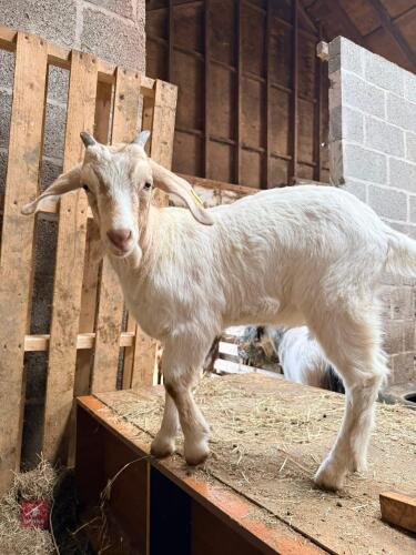 BOER X TOGGENBURG WETHER GOAT