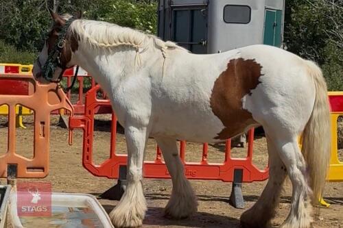 13YO TRADITIONAL GYPSY COB MARE