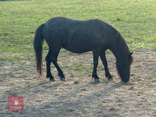 2YO 10HH DARTMOOR X SHETLAND MARE