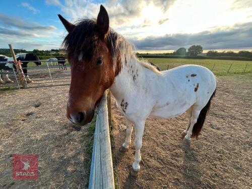 2YO 12HH DARTMOOR HILL GELDING
