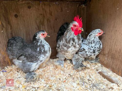 TRIO OF BLUE MOTTLED PEKINS - BIDS PER LIFE