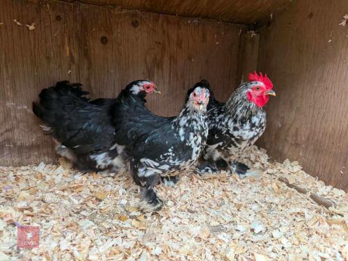 TRIO OF BLACK MOTTLED PEKINS - BIDS PER LIFE