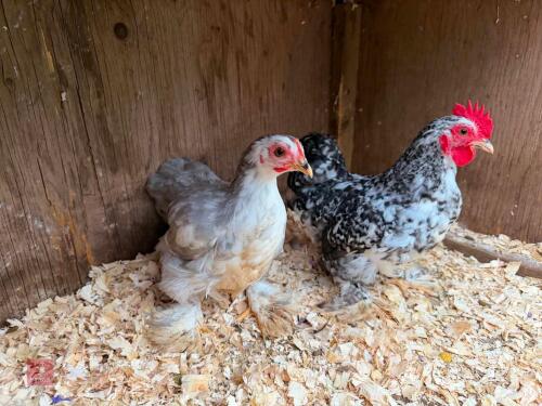PAIR OF CUCKOO MOTTLED PEKINS - BIDS PER LIFE