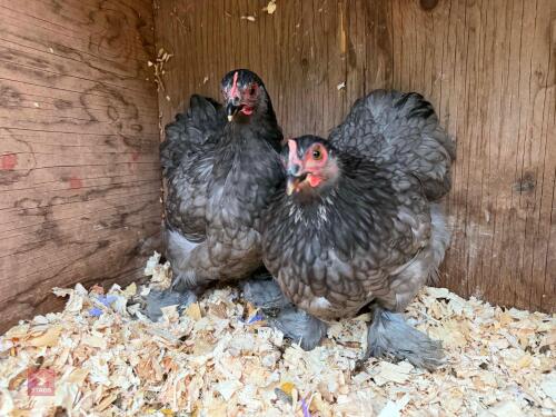 2 X BLUE PEKIN PULLETS - BIDS PER LIFE