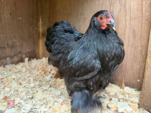 BLACK PEKIN PULLET