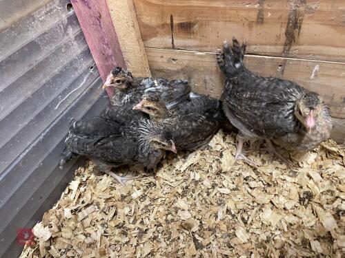 3 CREAM LEGBAR HENS - BIDS FOR THE GROUP