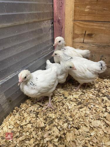 4 UNSEXED LIGHT SUSSEX - BIDS FOR THE GROUP