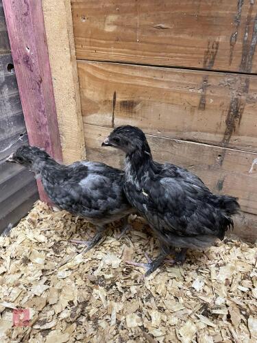 2 UNSEXED BLUE MARANS - BIDS FOR THE GROUP