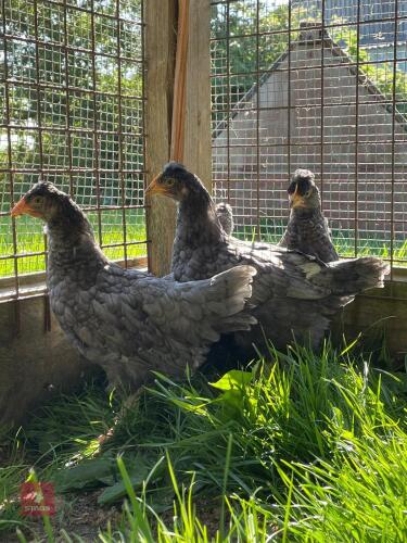 3 MARAN X LEGBAR HENS - BIDS PER LIFE