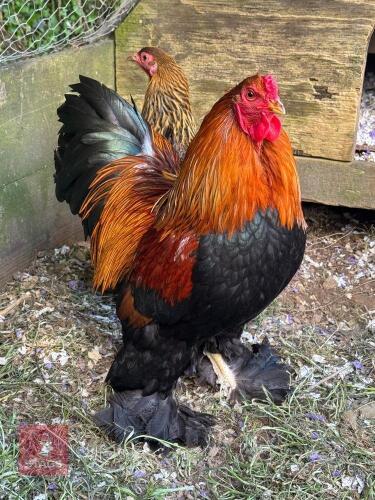 PAIR OF BRAHMA BANTAMS - BIDS PER LIFE