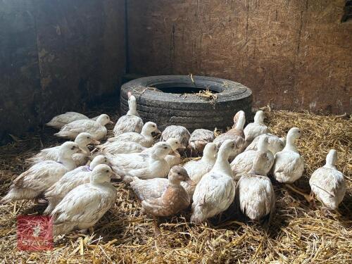 PAIR OF CALL DUCKS - BIDS PER LIFE
