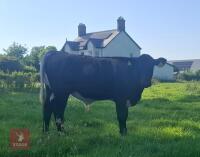 10YO GLOUCESTER COW WITH CALF AT FOOT - BIDS FOR THE GROUP - 2