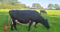 10YO GLOUCESTER COW WITH CALF AT FOOT - BIDS FOR THE GROUP