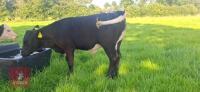 10YO GLOUCESTER COW WITH CALF AT FOOT - BIDS FOR THE GROUP - 3
