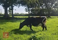 10YO GLOUCESTER COW WITH CALF AT FOOT - BIDS FOR THE GROUP - 4