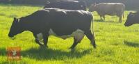 10YO GLOUCESTER COW WITH CALF AT FOOT - BIDS FOR THE GROUP - 5