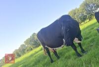 10YO GLOUCESTER COW WITH CALF AT FOOT - BIDS FOR THE GROUP - 6