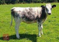 7MO BRITISH BLUE HEIFER