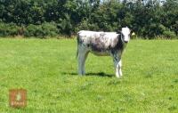 7MO BRITISH BLUE HEIFER - 2