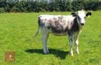 7MO BRITISH BLUE HEIFER - 3