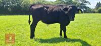7MO ABERDEEN ANGUS X STEER