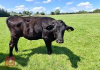 7MO ABERDEEN ANGUS X STEER - 2
