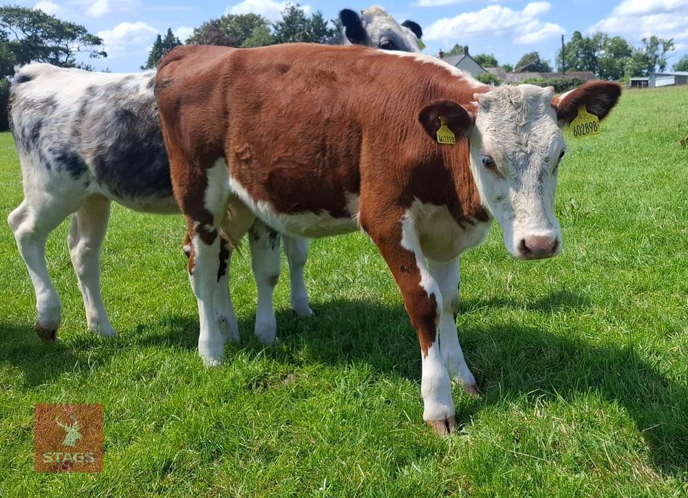 6MO HEREFORD X HEIFER