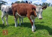 6MO HEREFORD X HEIFER