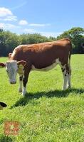 6MO HEREFORD X HEIFER - 3