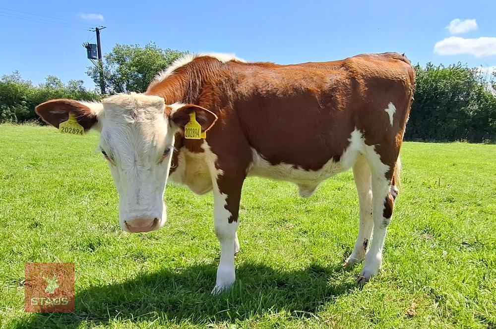 7MO HEREFORD X HEIFER