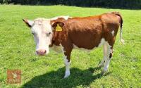 7MO HEREFORD X HEIFER - 3