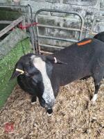 1YO ZWARTBLE TEASER RAM