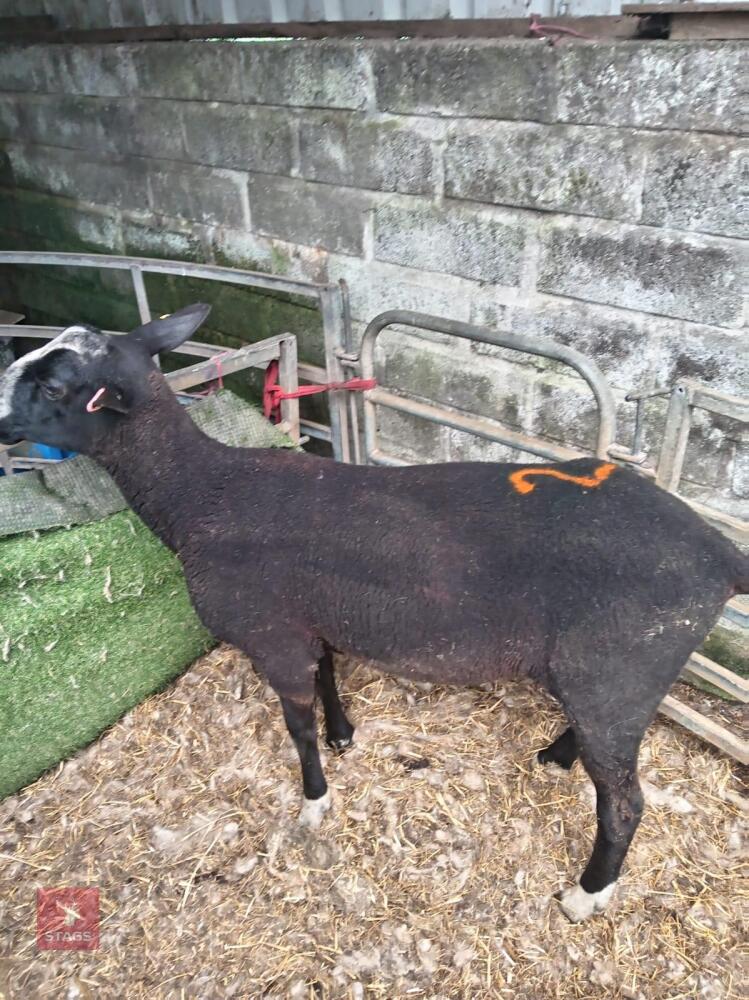 1YO ZWARTBLE TEASER RAM