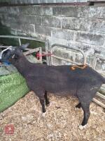 1YO ZWARTBLE TEASER RAM