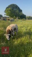 PEDIGREE DUTCH SPOTTED RAM LAMB