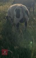 PEDIGREE DUTCH SPOTTED RAM LAMB - 2