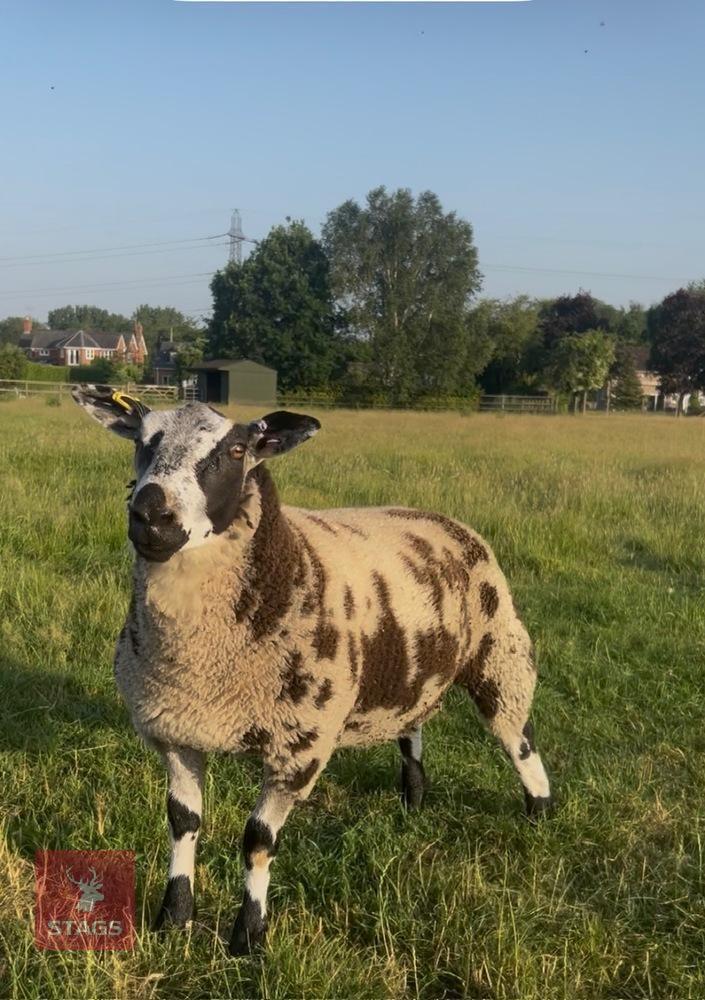 PEDIGREE DUTCH SPOTTED RAM LAMB