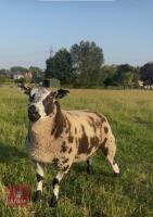 PEDIGREE DUTCH SPOTTED RAM LAMB