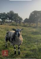 PEDIGREE DUTCH SPOTTED RAM LAMB - 2