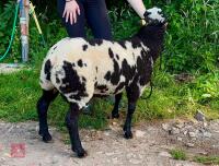 PEDIGREE DUTCH SPOTTED RAM LAMB - 2