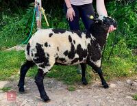 PEDIGREE DUTCH SPOTTED RAM LAMB - 3