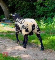 PEDIGREE DUTCH SPOTTED RAM LAMB - 4